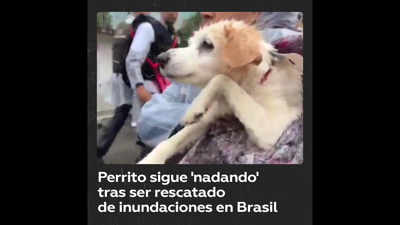 Perro conmueve al mundo al seguir ‘nadando’ tras ser rescatado de inundaciones