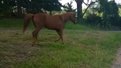 Banjo the brumby escapes from his paddock - we found him down the end of the drive grazing