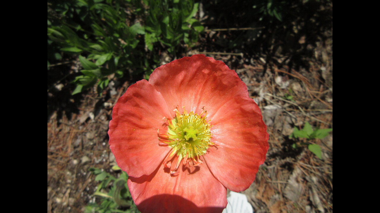 Crepe Paper Like Blossoms Pink Champagne Bubbles Iceland Poppy Papaver May 2022