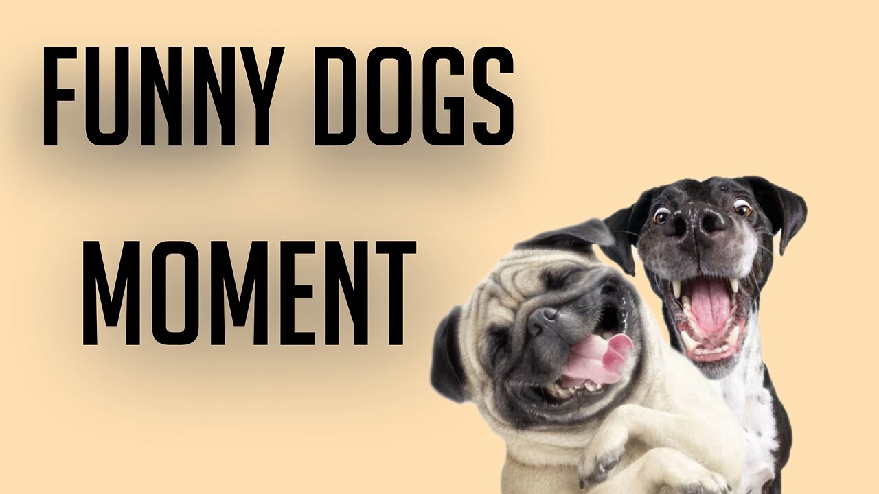 Funny Dogs funny moment | CRAZY DOG | Funny Pets