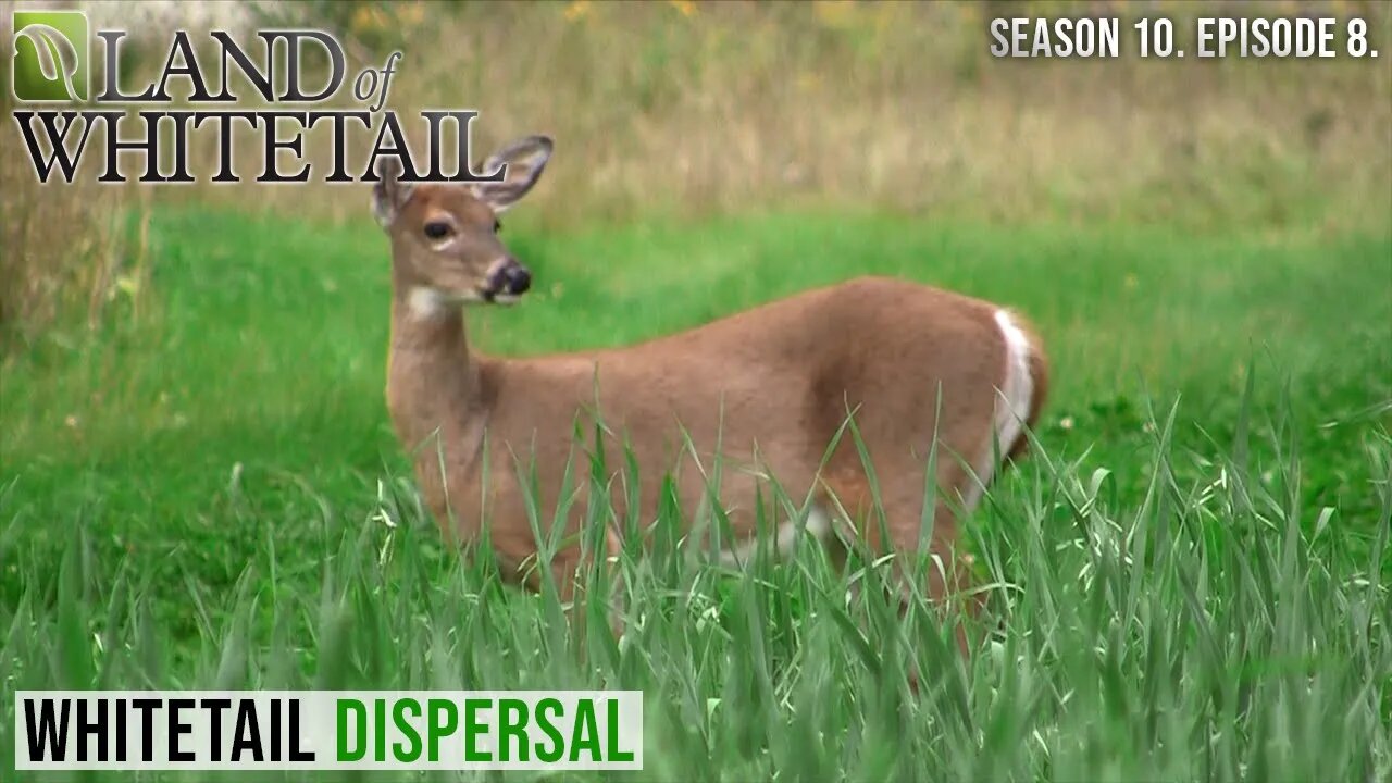 Whitetail Dispersal | Land of Whitetail