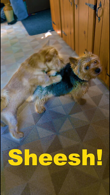 C’mon and Wrestle with me Dad!