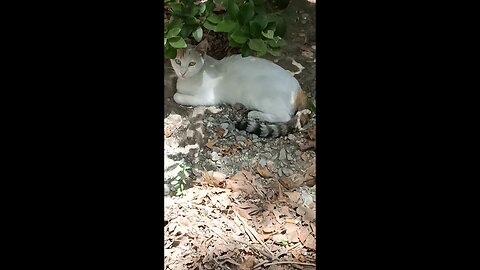 A cute and beautiful cat is resting