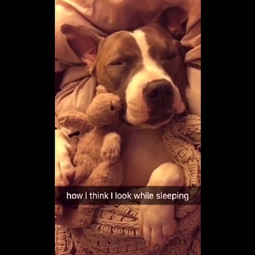 Allow this pit bull to accurately portray how we all feel about sleeping. The reality is too funny!