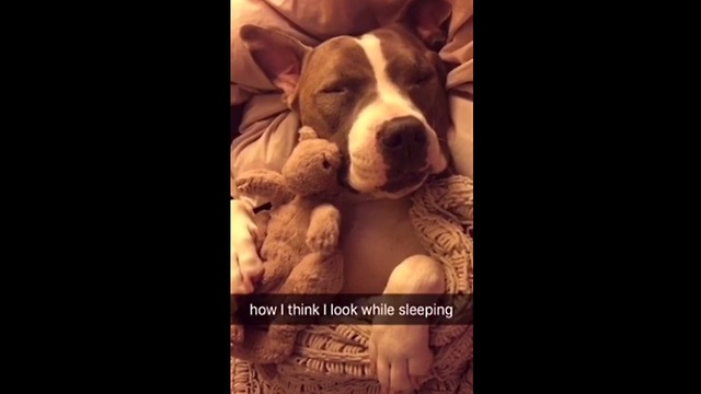 Allow this pit bull to accurately portray how we all feel about sleeping. The reality is too funny!