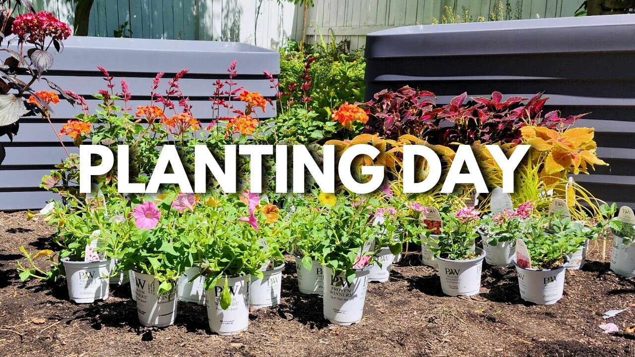 Planting Sun-Loving Flowers in Stylish Containers!