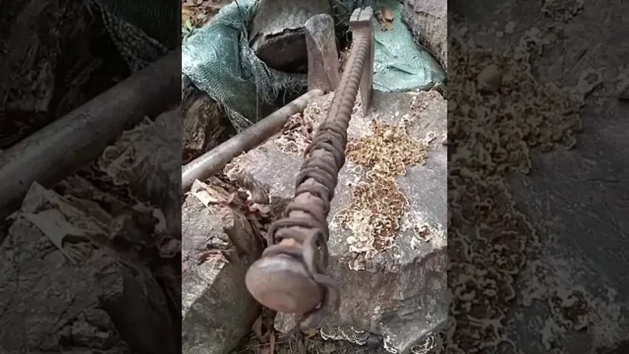 fungus in chopping stump