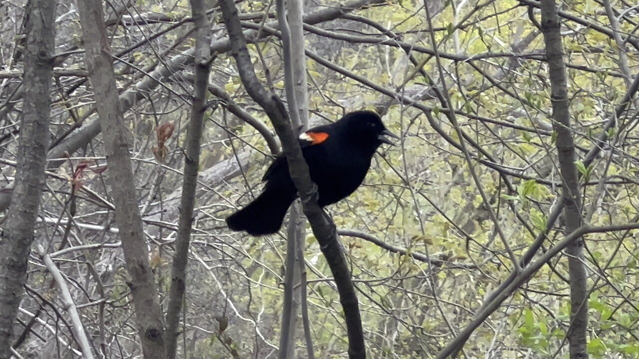 Red Wing Black Bird