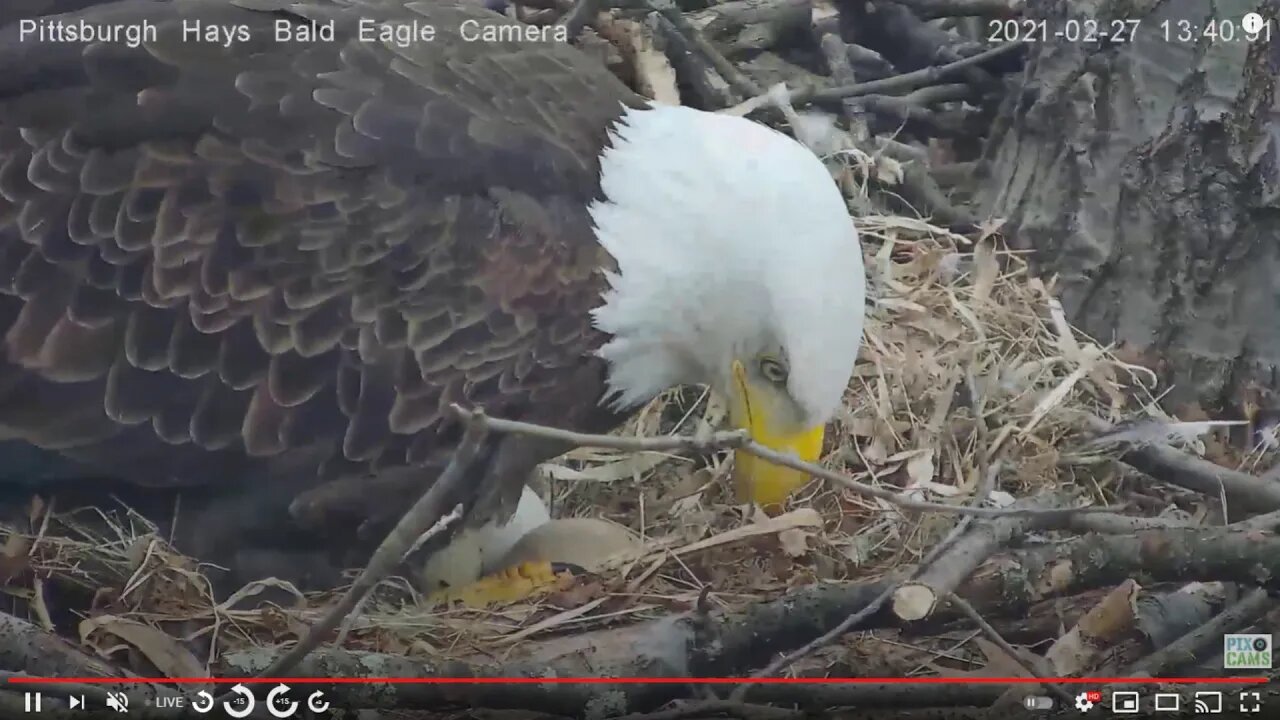 Hays Eagles nest A great view of the 3 Eggs 2021 02 27 13:40