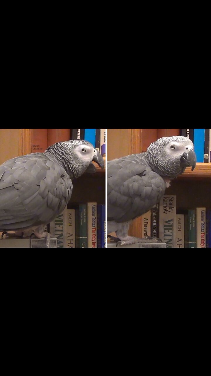 Talking parrot helps with filing income taxes