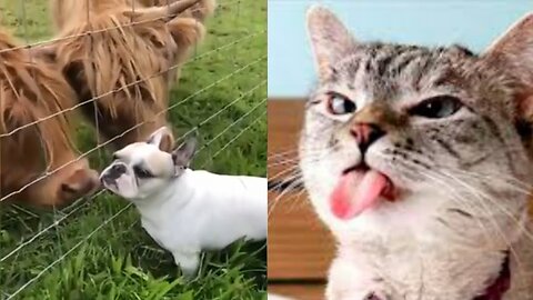 Animal Funny 2023😂 Funniest Cats and Dogs😂# 1 cute animal funny