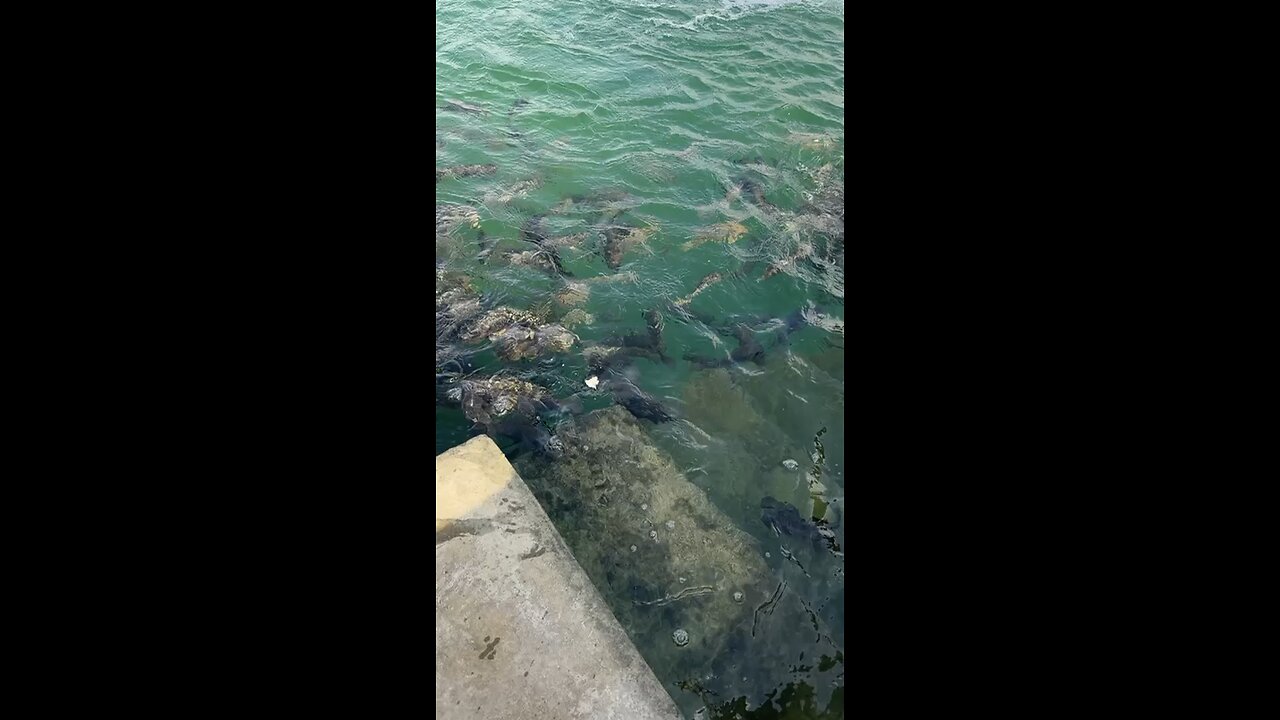 feeding fish