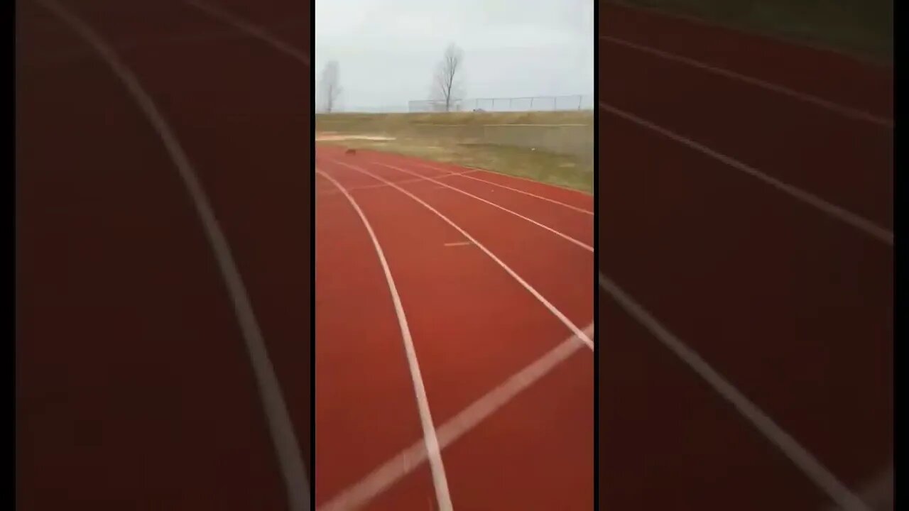 Chasing after a wild fox 🦊