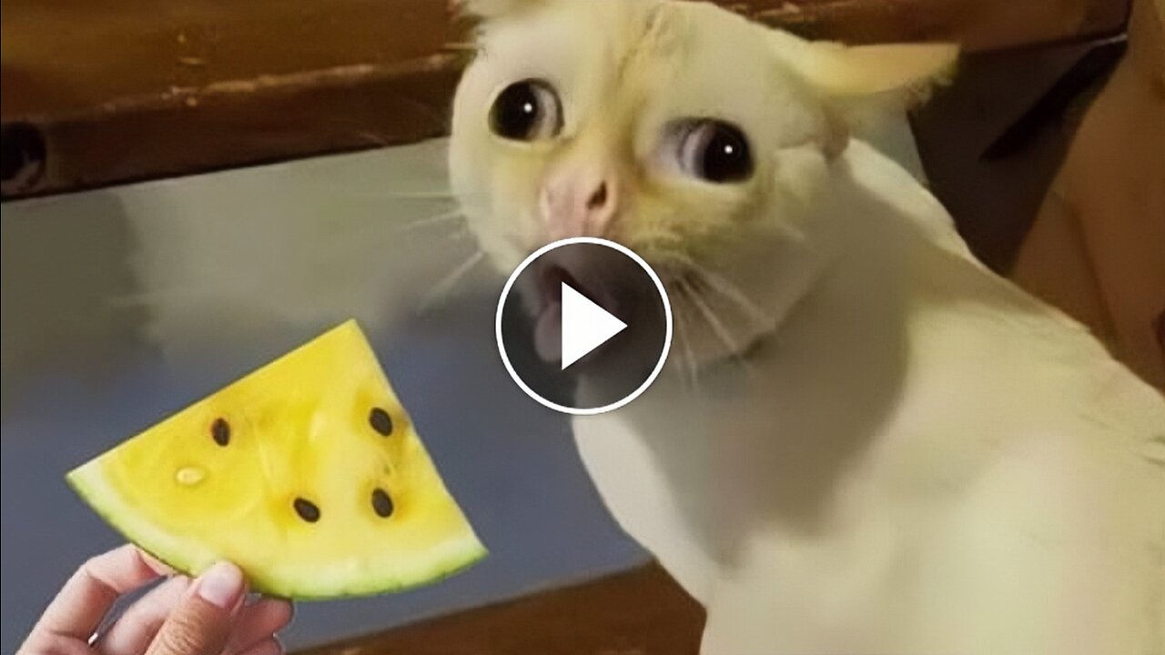 Cat Funny Videos & Funny Fight