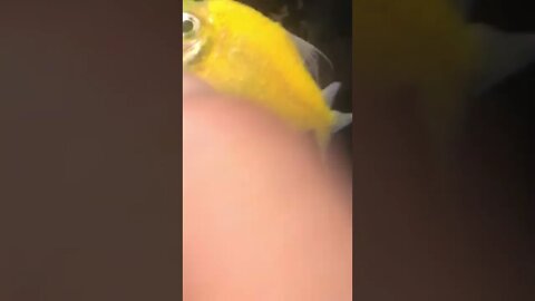 Orange Fish RIP