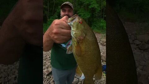 Having a Blast Catching Smallies Out Of The Niagara Whirlpool! #shorts