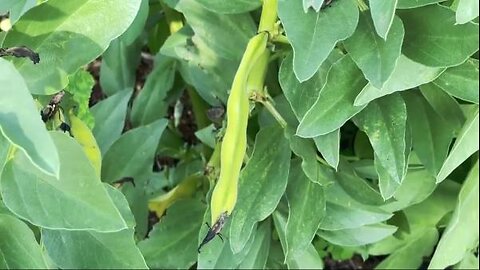 Planting Fava Beans to Replace Soil Nitrogen After Harvesting Corn