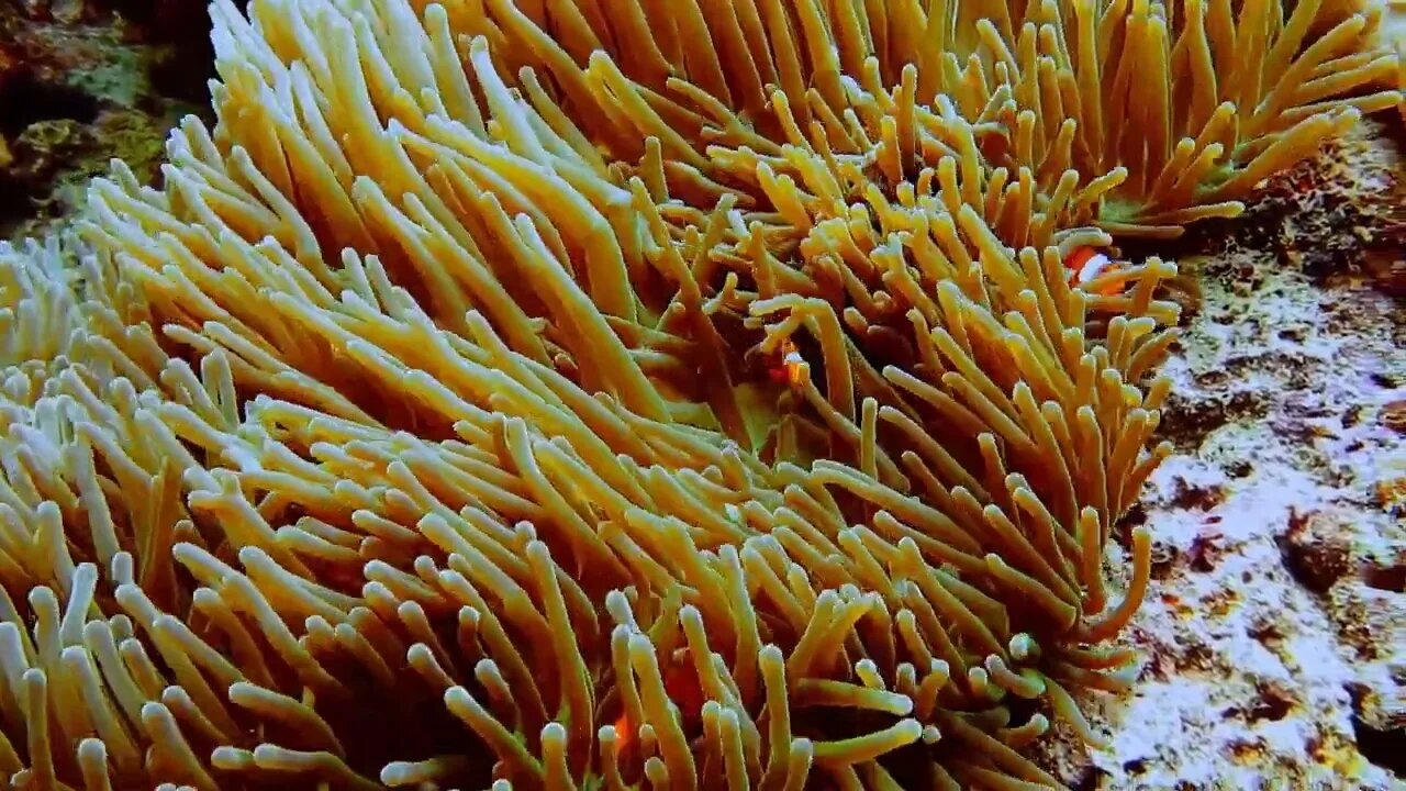 False Clown fish family known as nemo fish on pink green Anemone