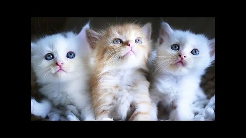 Vidéos de gatos y perros divertidos impossible no reírse