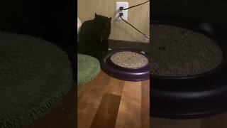 Kitty - ball go around and around and around…