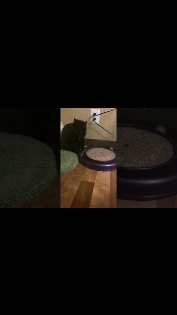 Kitty - ball go around and around and around…