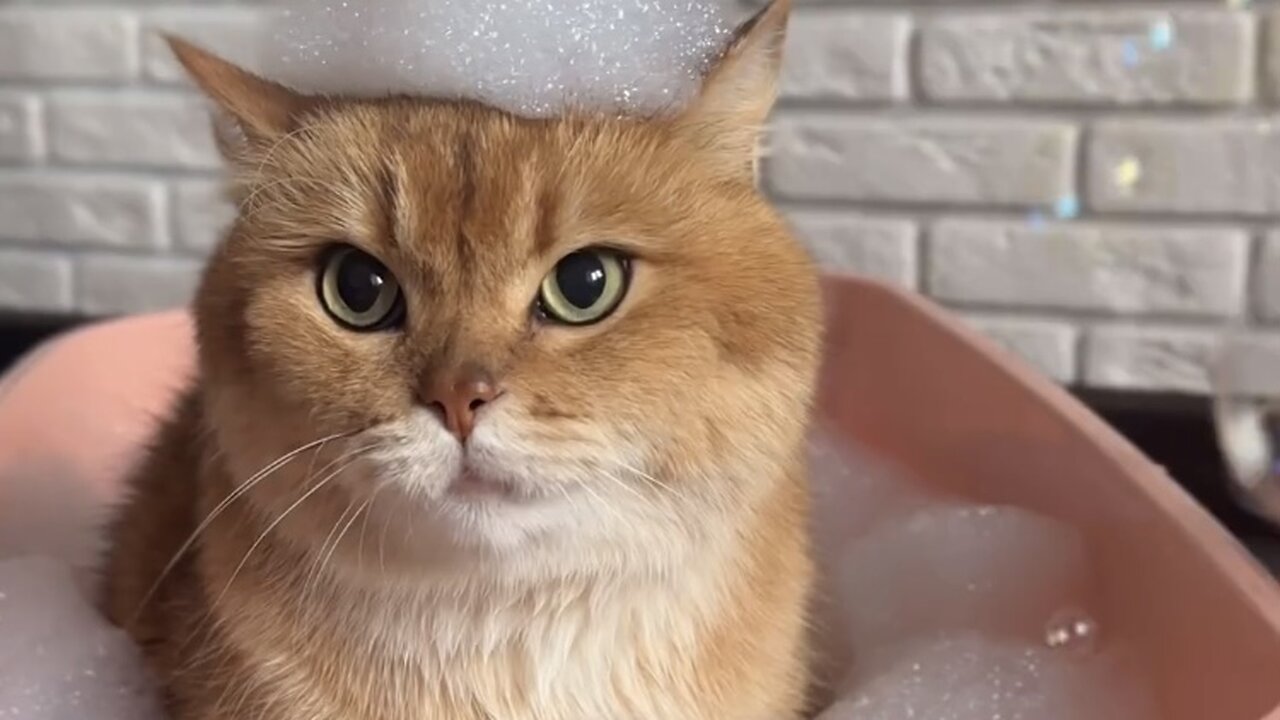 little cat bath time