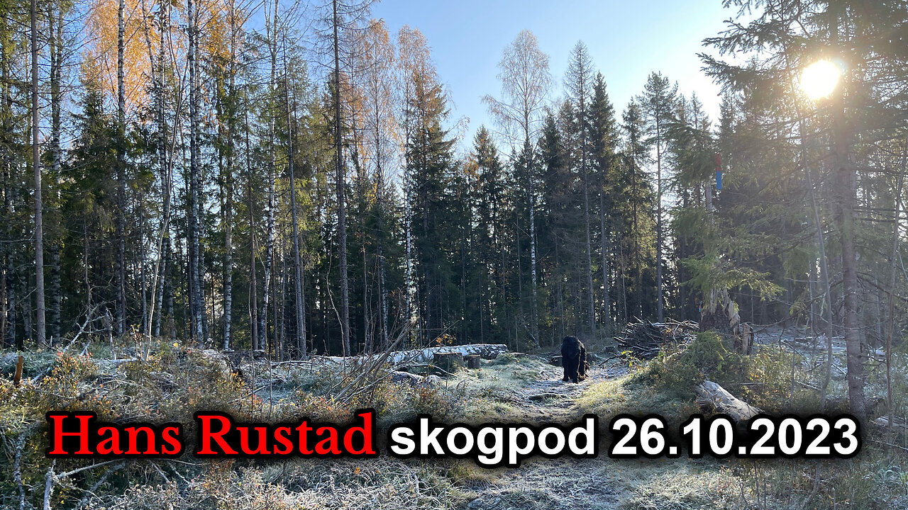 Skogpod 26. oktober 2023