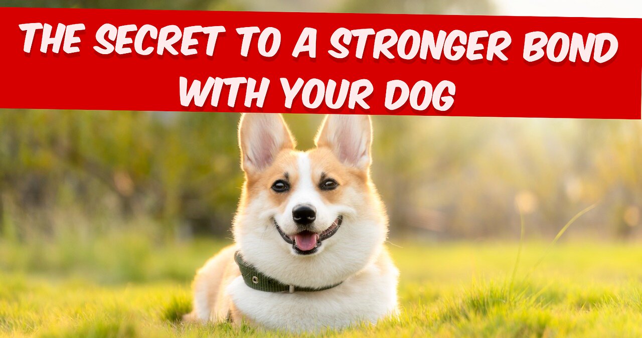 The Secret to a Stronger Bond with Your Dog