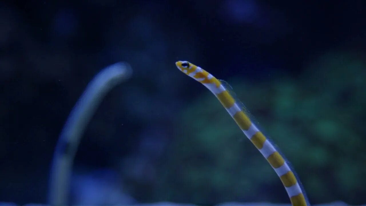 Garden Eel under water slow motion 2