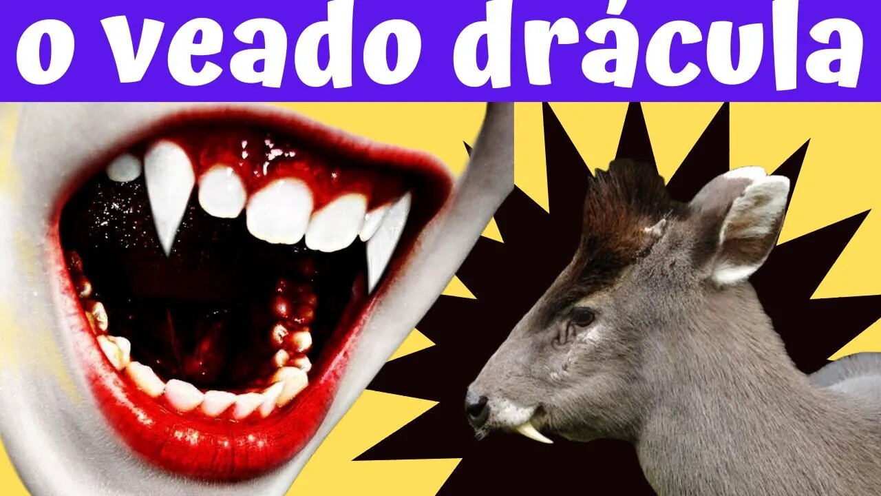 💥O VEADO VAMPIRO🦇