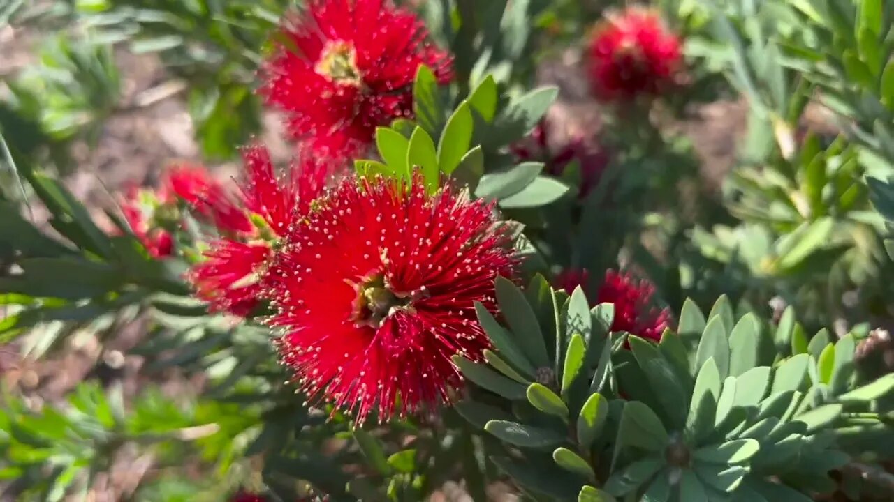 Garden plants in the breeze, with 5-minute ambient music, a bunny shows at the end.