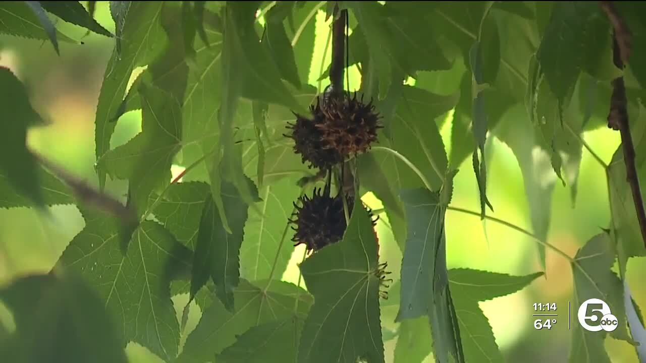 Mentor neighborhood infested with droppings from Sweetgum tree