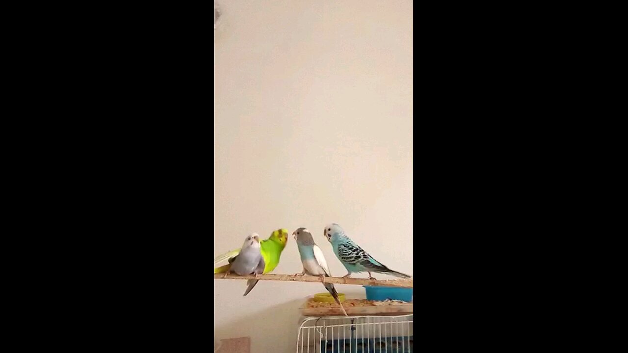 Jealous Female Budgie