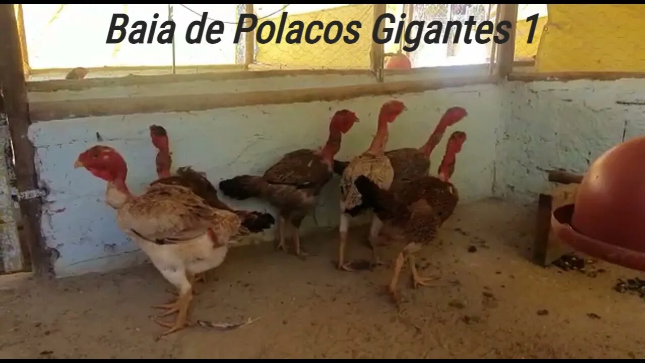 Incríveis Aves Polacos Gigantes! Mais Produtividade de Carne e Resistente a doenças - WR