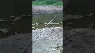 BIG Bass Die from Drought