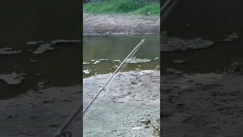 BIG Bass Die from Drought