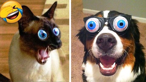 Funniest Dogs And Cats Videos 😅 - Best Funny Animal Videos 2023 😇 #10
