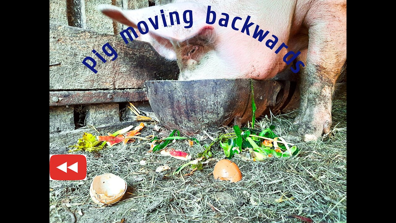 How does pig eat reverse?