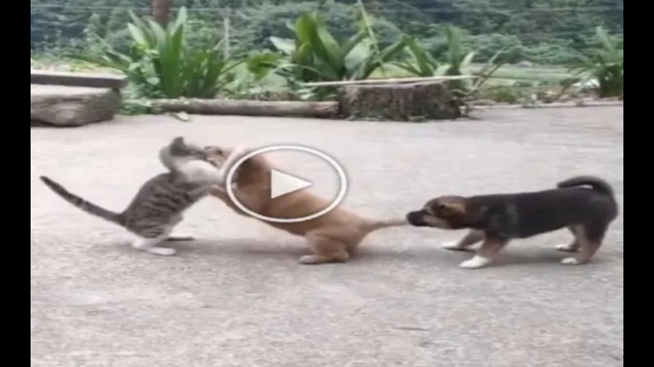 A fierce fight took place between the dog and the cat..watch the video