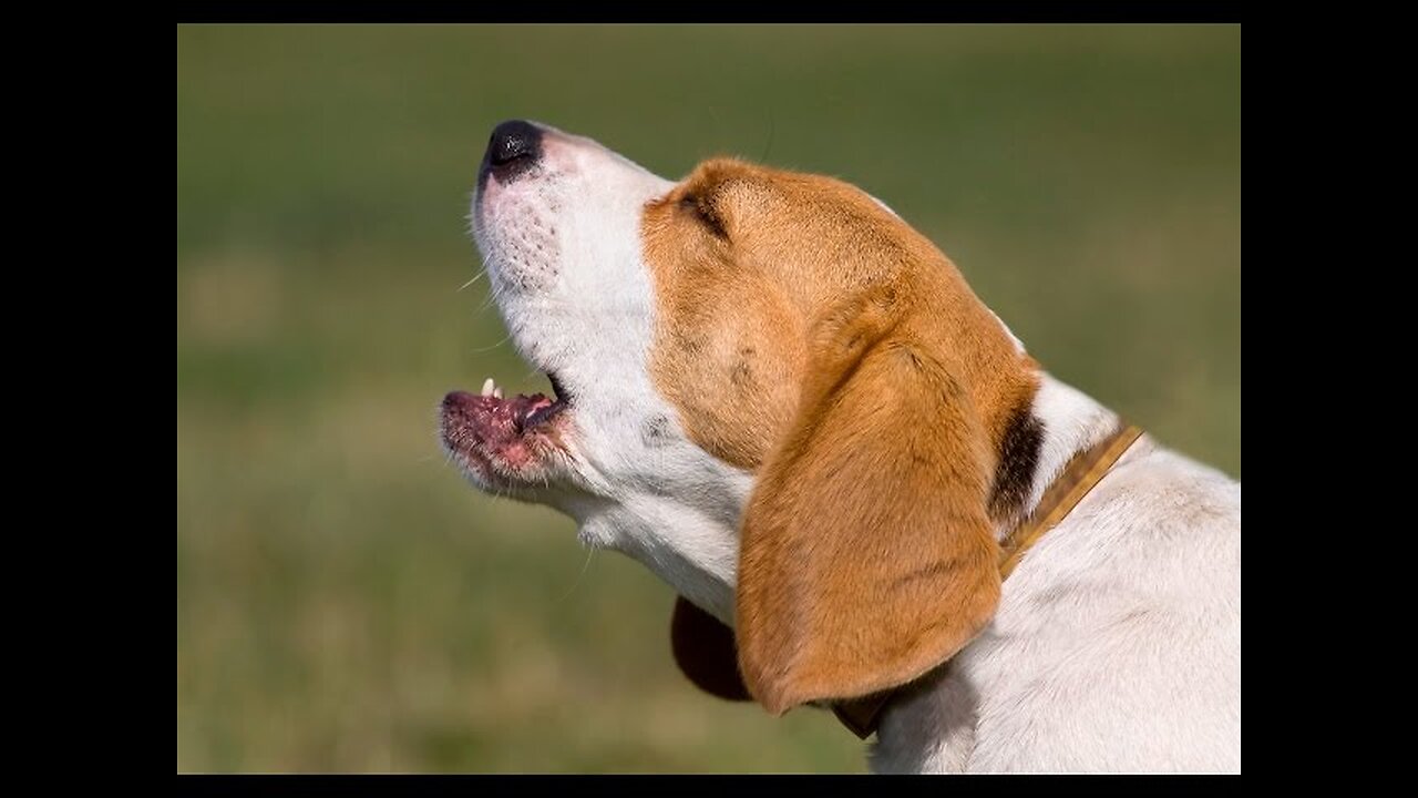 TOP 10 dog barking ♥ Dog barking sound - Funny dogs