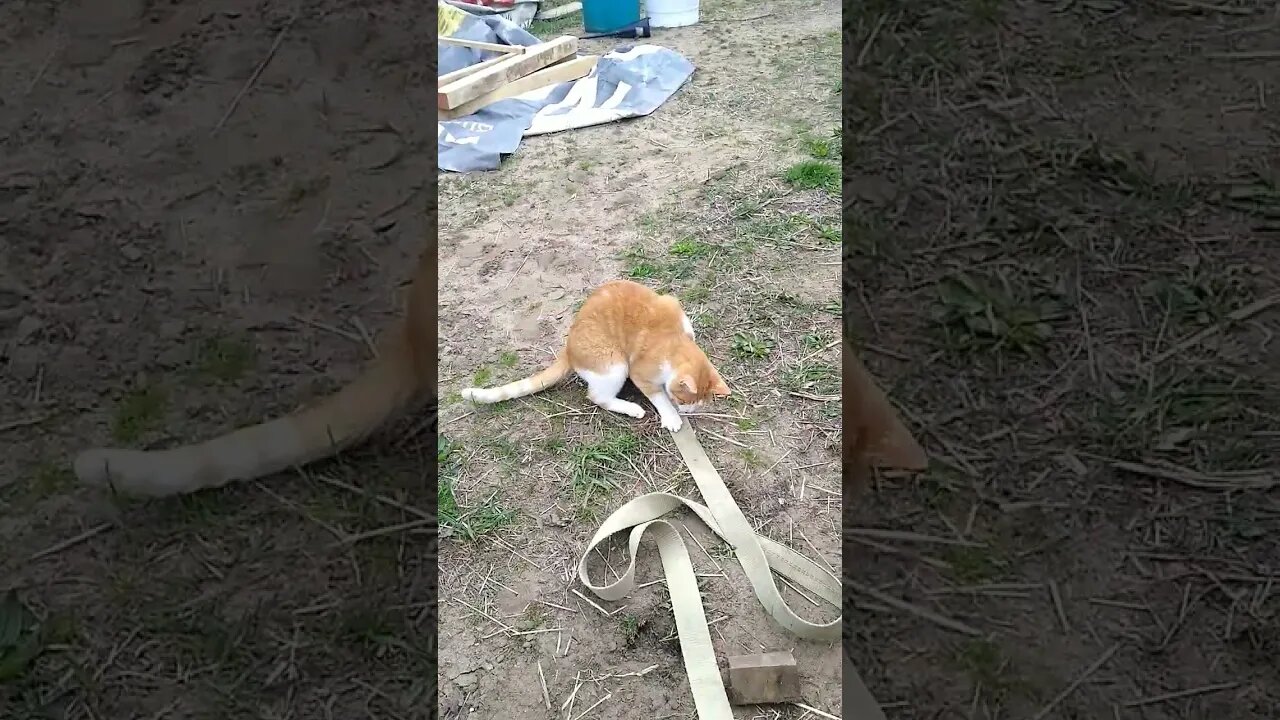 Farm Cats Play with Ratchet Straps not yarn!