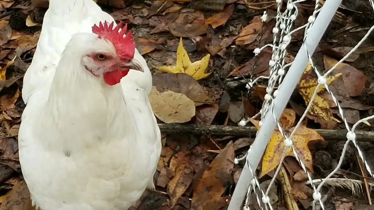 TGF - Chickens & 🐍(It was spared) #tgf #chickens #snake