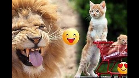 Best Funny Animal Videos of the year (2023), funniest animals ever. relax with cute animals video