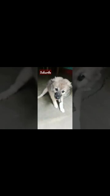 cute dog status for whatsapp ❤️🥰| pomeranian dog status 😍| #dogs #shorts #puppy