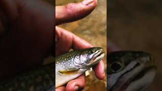 Gorgeous Brook Trout in Mineral Creek, Silverton, Colorado on a dry fly #flyfishing #shorts