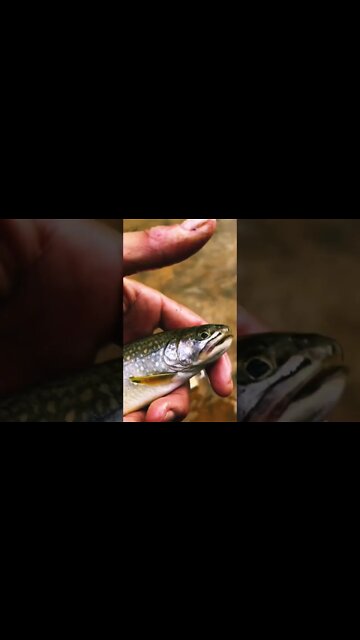 Gorgeous Brook Trout in Mineral Creek, Silverton, Colorado on a dry fly #flyfishing #shorts