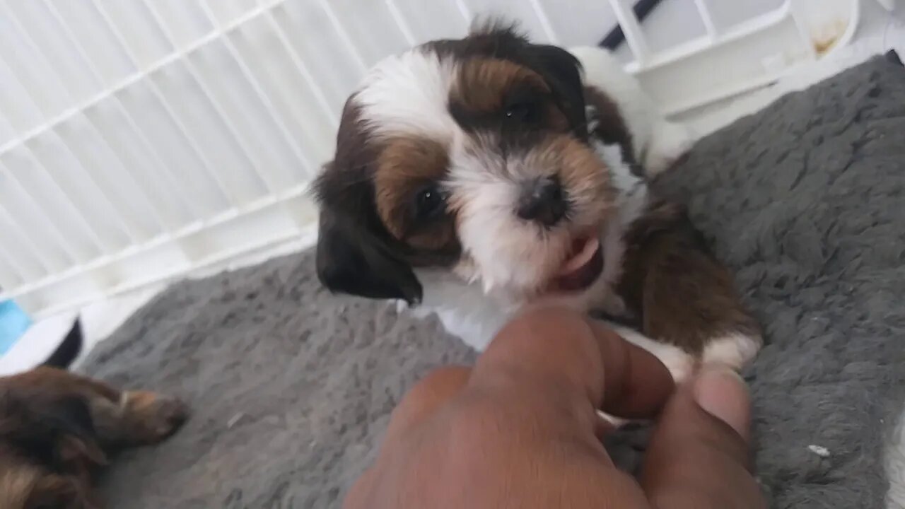 B Litter 4 weeks 1 day old(2)