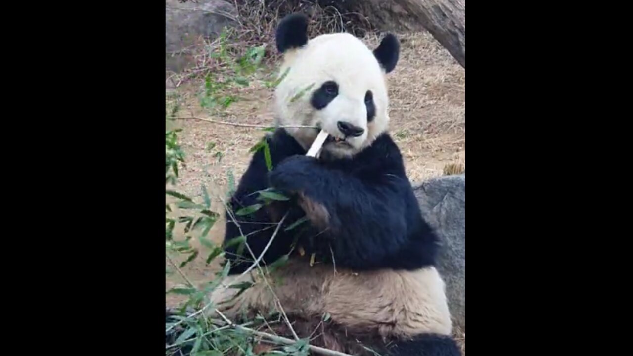 A panda at Ueno Zoo in Japan eating bamboo