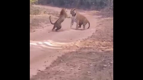 FEMALE TIGRESS 🐯🐅VS HUGE MALE TIGER🐯WHAT A BIG SIZE DIFFERENCE🐯🐅🐯💫