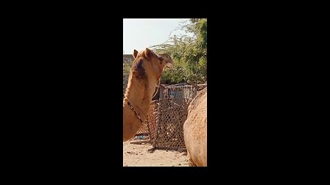 Desert camel